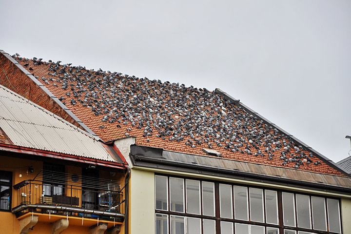 A2B Pest Control are able to install spikes to deter birds from roofs in Redbridge. 