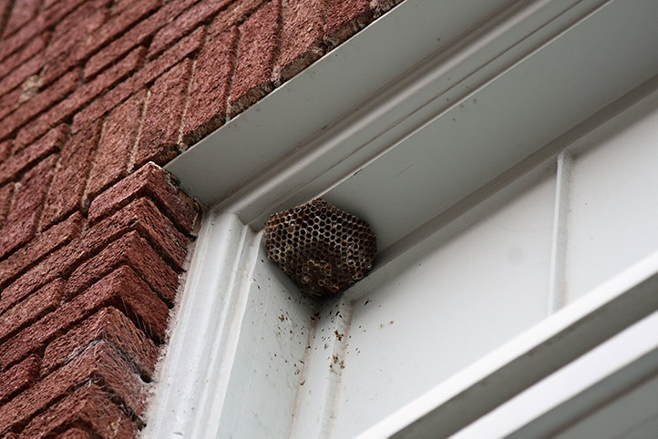 We provide a wasp nest removal service for domestic and commercial properties in Redbridge.